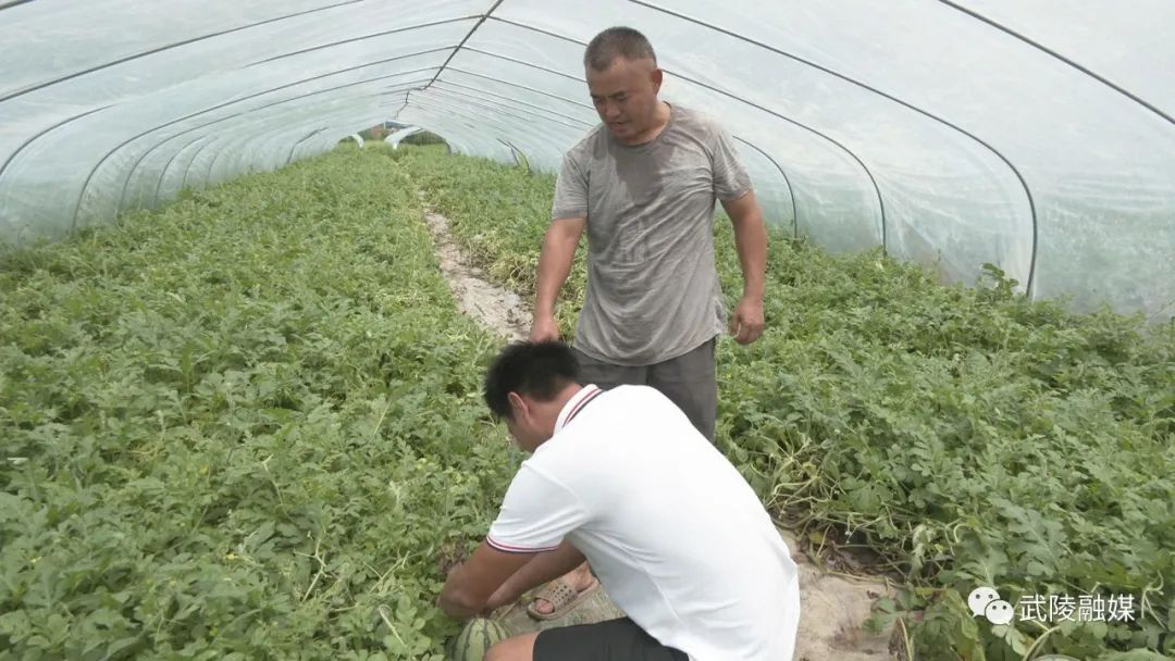 芦荻山乡：荒地变“金地” 助力乡村振兴