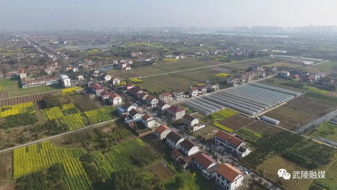丹洲乡坪湖村：水果蔬菜迎丰收 产业发展劲头足