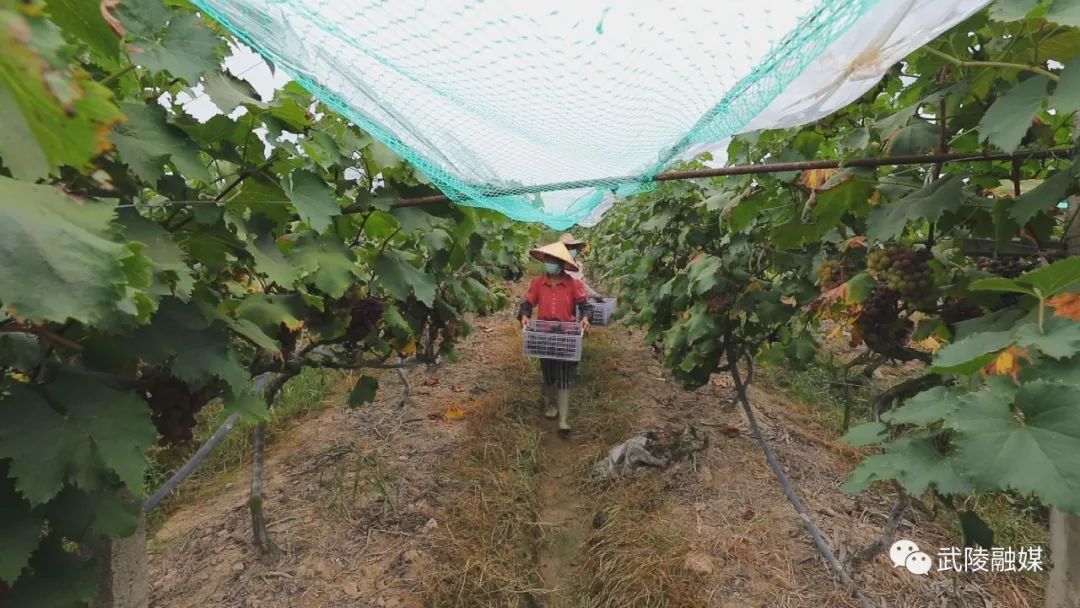 丹洲乡坪湖村：积极打通销售渠道  解决30万斤葡萄滞销难题