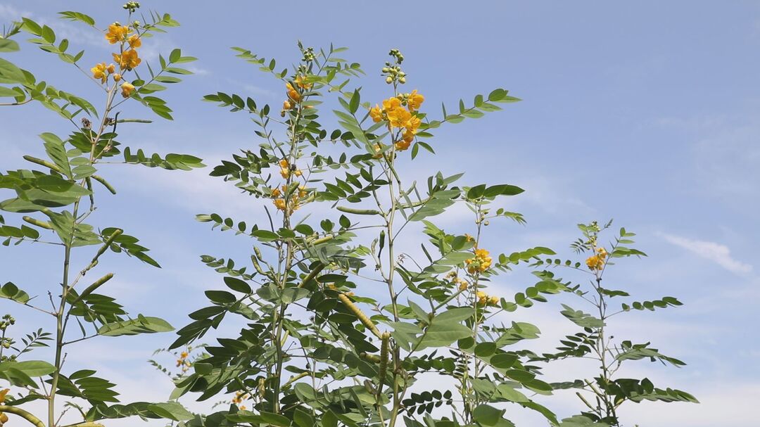 砥砺奋进铸辉煌 芦荻山乡：产业强乡推动文明兴乡