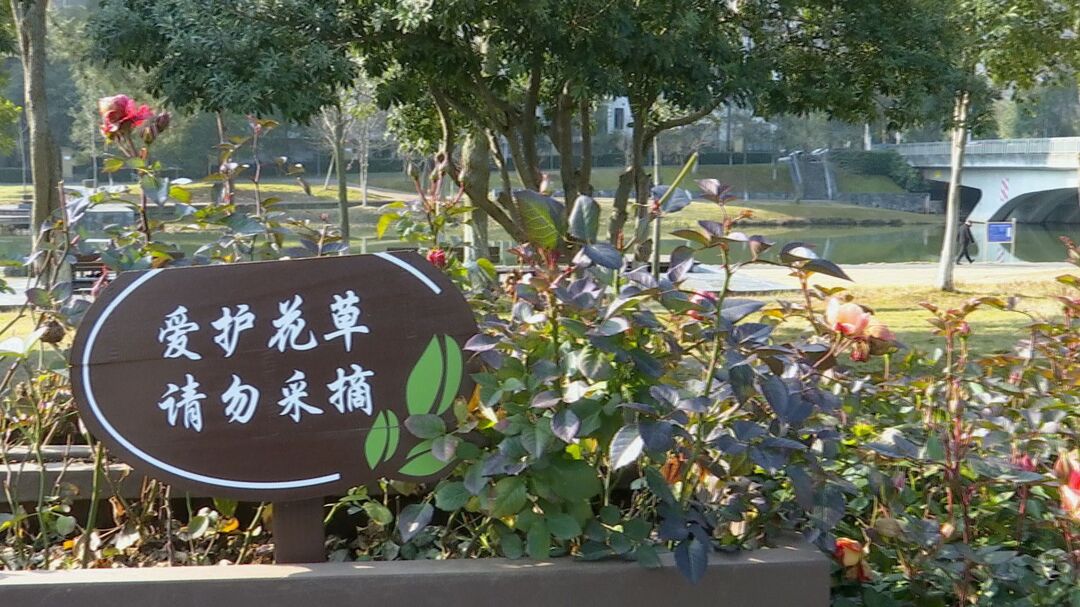 景观花箱频遭“黑手” 园林部门呼吁市民文明赏花