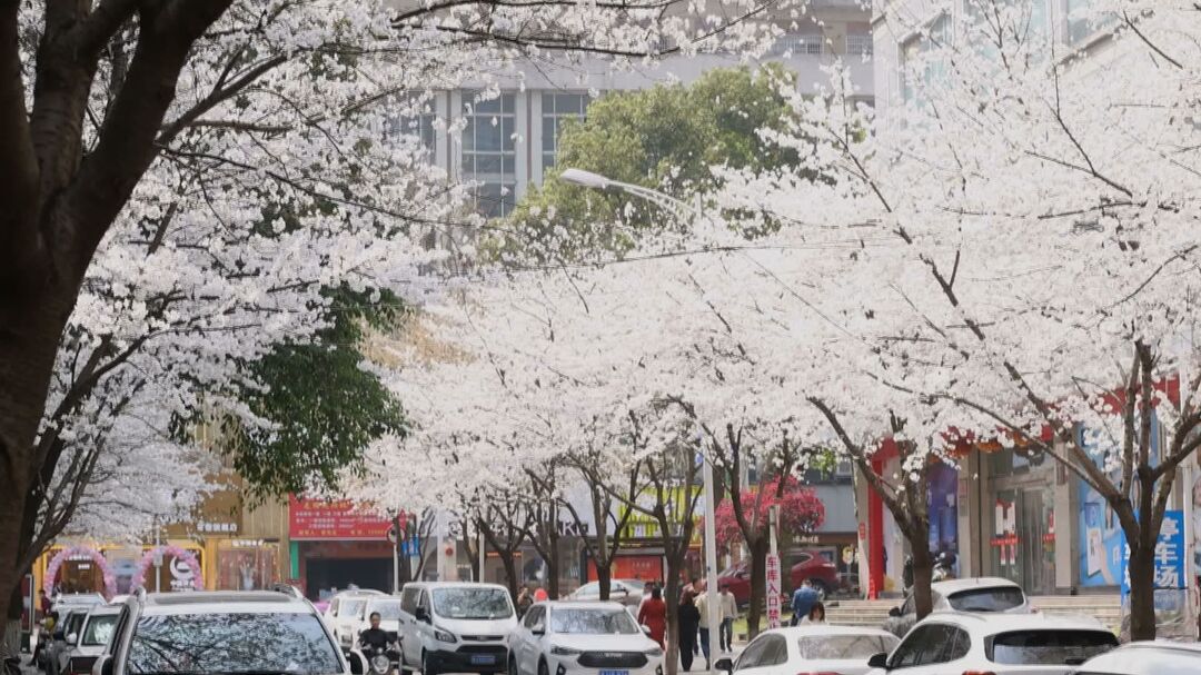 老街樱花盛开春意浓  扮装“网红”激发新活力