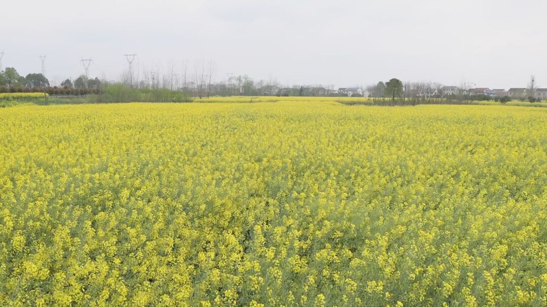 武陵区：1.5万亩油菜进入盛花期  农技人员指导病虫防治