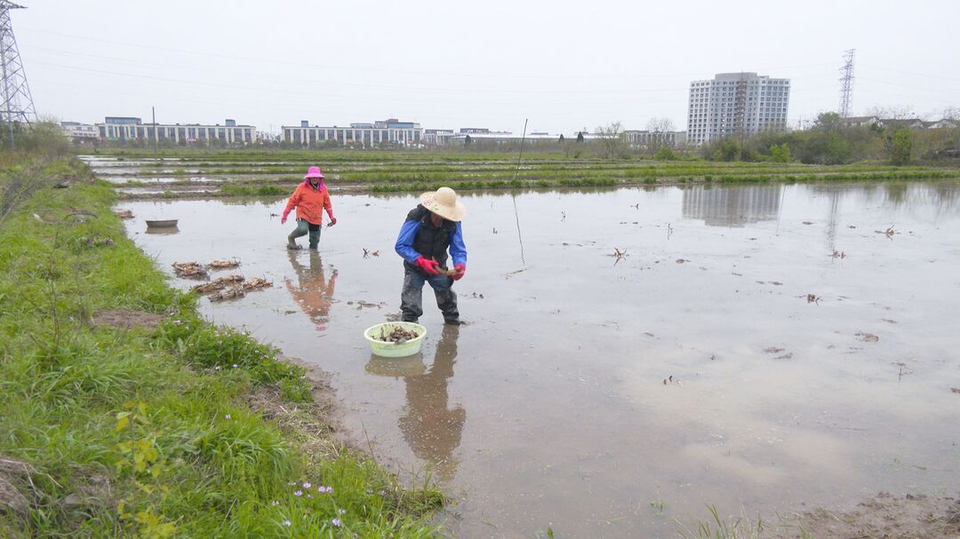芦荻山乡：湘莲开种春耕忙