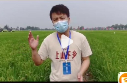 湖南的这片田地有什么魔力？全国的专家都来了！