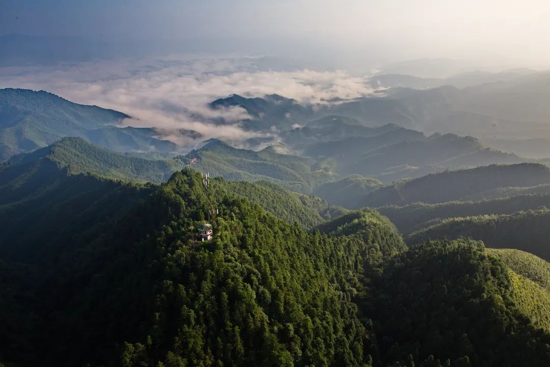 造成森林火灾要承担哪些法律责任？