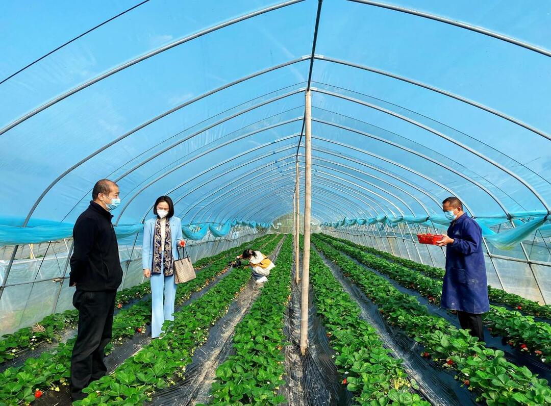 受疫情影响草莓滞销 工商联牵头解燃“莓”之急