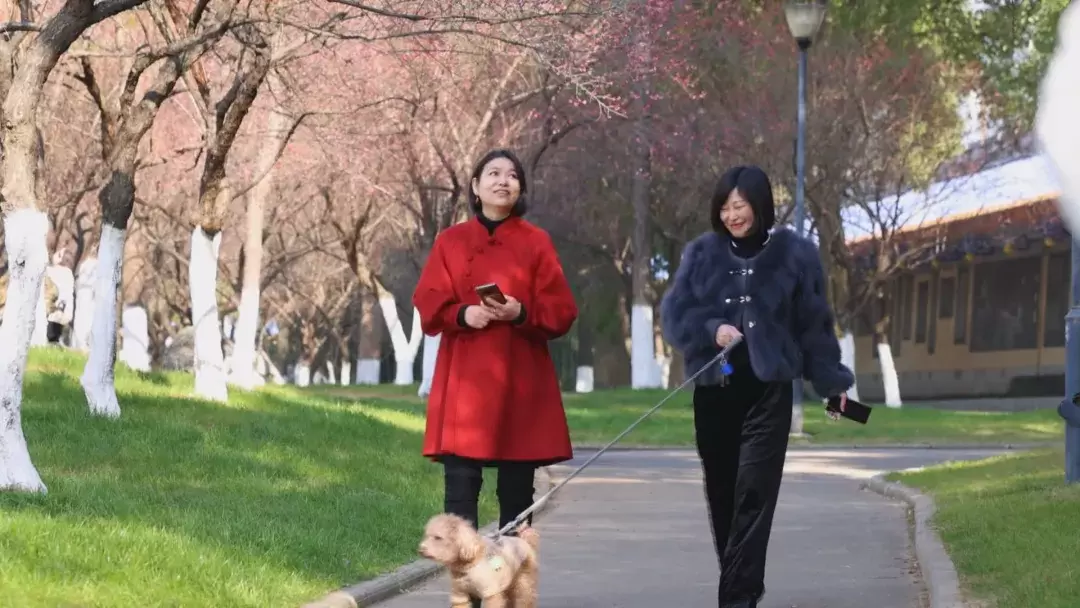 常德市城区多处梅花绽放迎早春