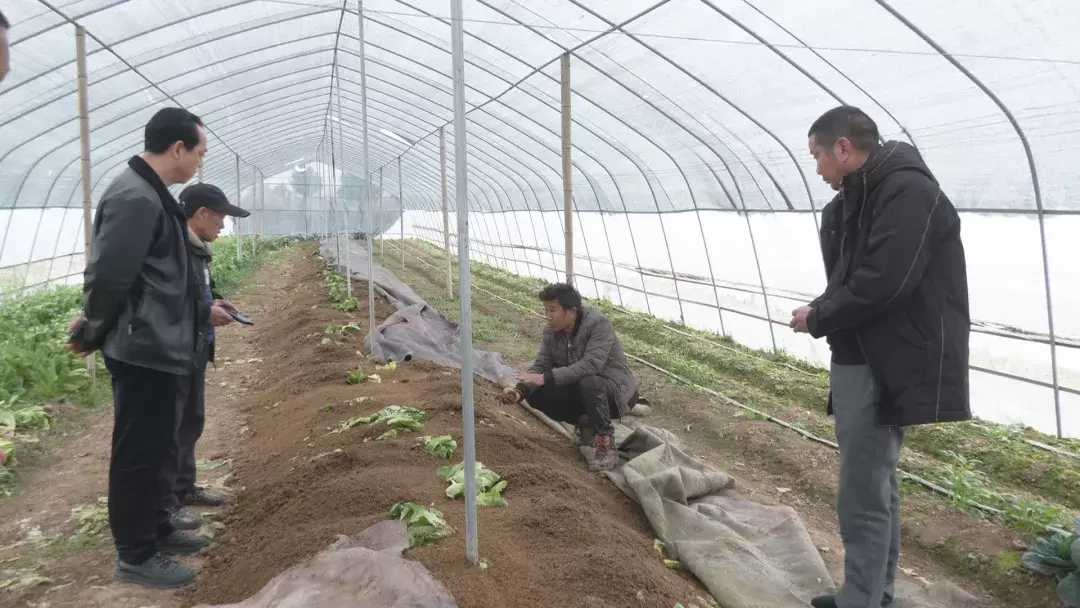丹洲乡坪湖村：积极发挥联农带农作用 激发乡村发展活力
