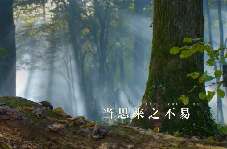 森林防火  人人有责（二）