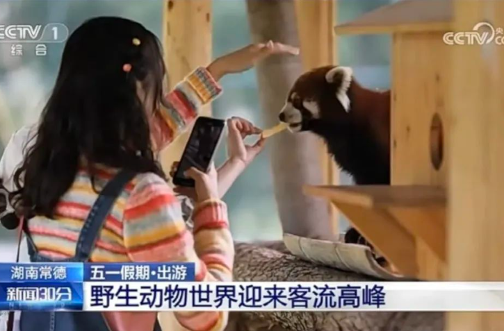 火了！五一假期央视三次聚焦常德