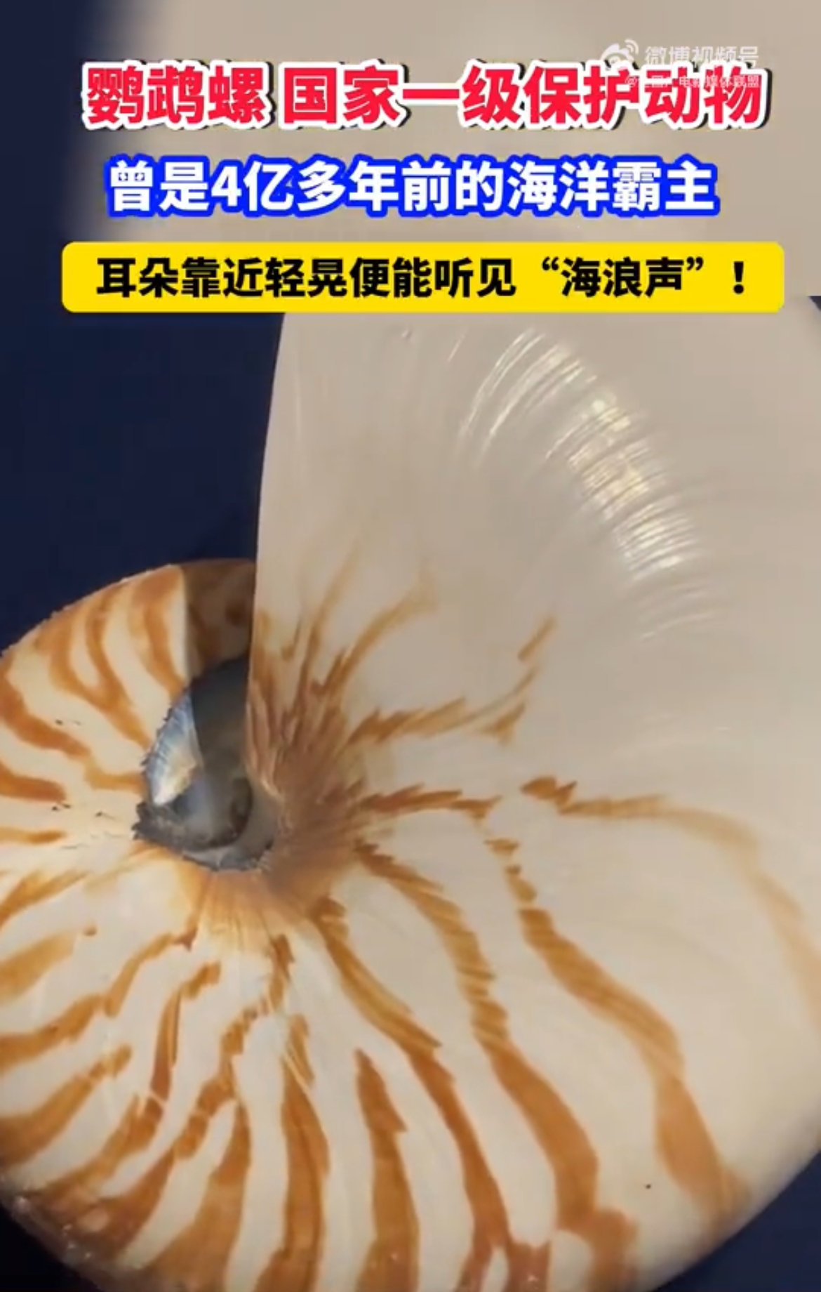 鹦鹉螺，国家一级保护动物，曾是4亿多年前的海洋霸主，耳朵靠近轻晃便能听见“海浪声”！