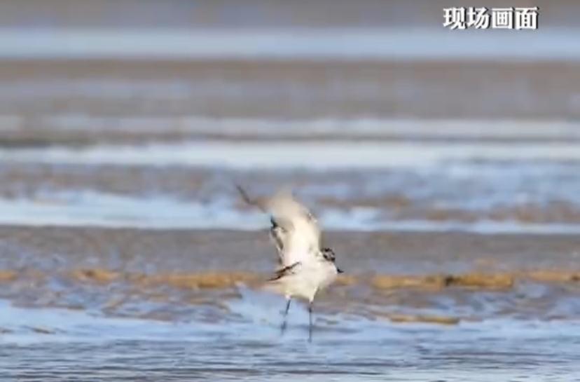 世界上最珍稀的候鸟，勺嘴鹬！嘴巴像把勺子！全球只有600只左右！春季于4-5月，秋季于9-10月迁经中国！