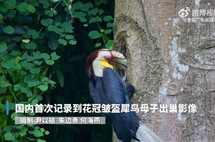 国内首次记录到花冠皱盔犀鸟母子出巢影像