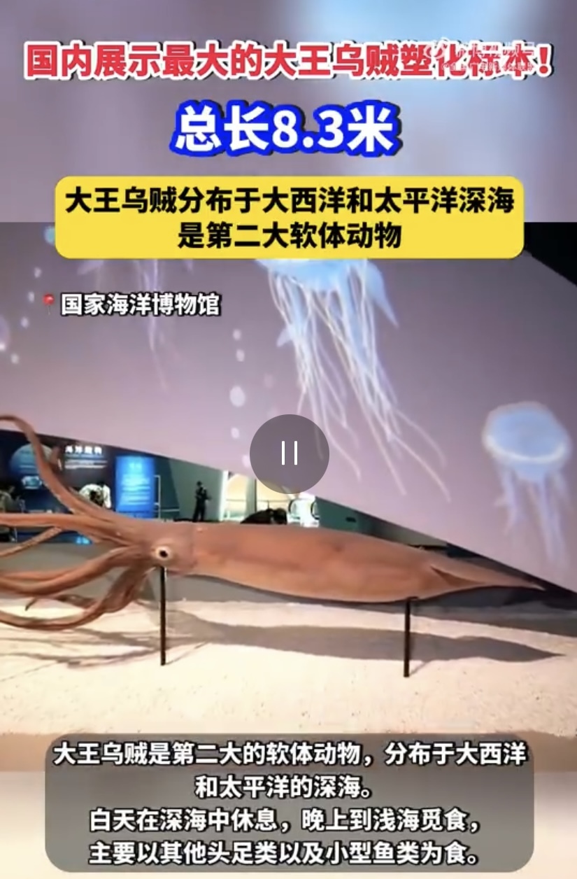 国内展示最大的大王乌贼塑化标本！总长8.3米，大王乌贼分布于大西洋和太平洋深海，是第二大软体动物