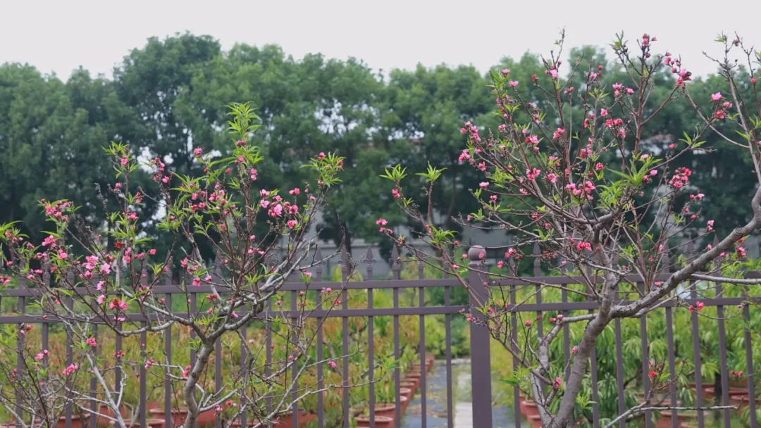 视频 | 常德武陵区：桃花盛开扮靓满园秋色