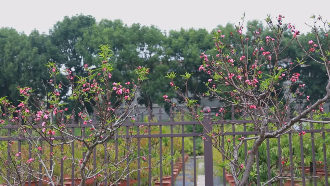 武陵区：桃花盛开扮靓满园秋色