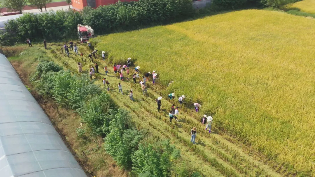 武陵区：“自家稻谷”丰收了 “小小农夫”割稻忙