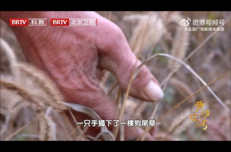 【黄河流域农耕文明诞生于狗尾巴草。 8000年前黄河流域中的一些狗尾巴草的果实掉在地上，经过先民一代代驯化，长出了黍和粟。】