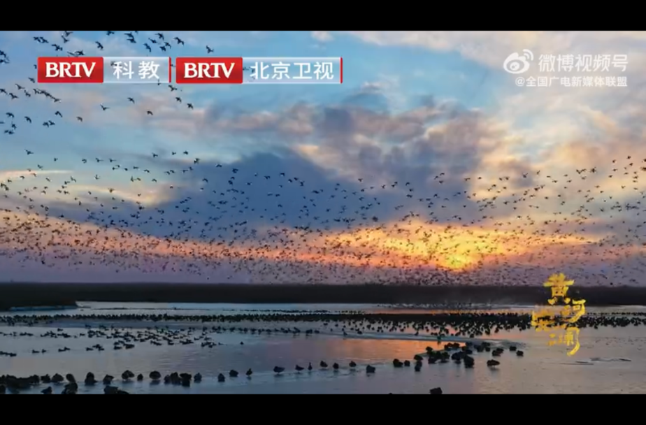黄河流域的候鸟“停机坪”有多美？