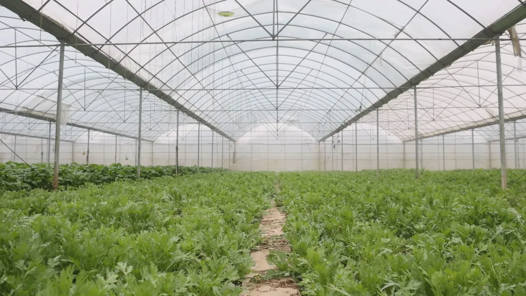 武陵区：积极应对寒潮天气  保障蔬菜供应