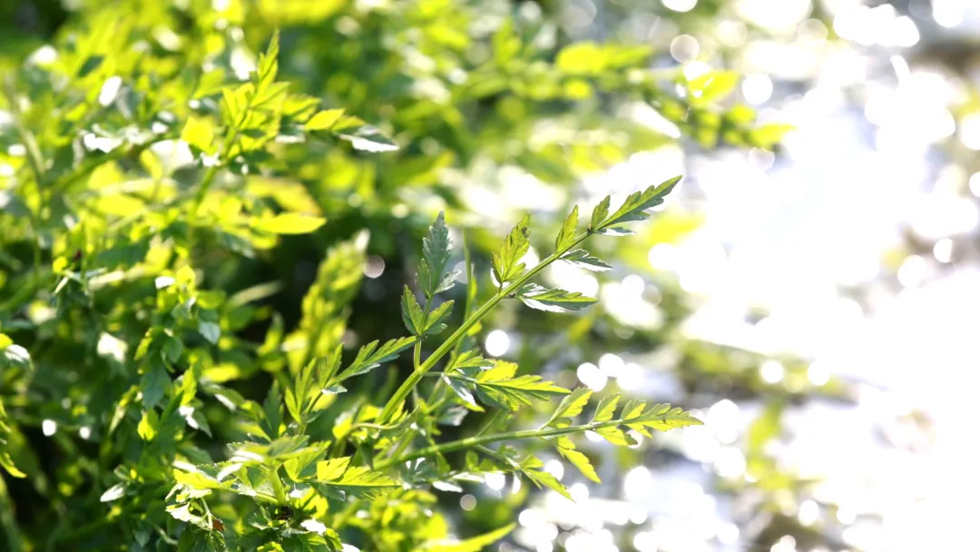 武陵区：开春水芹菜采收忙 周边市场供应充足