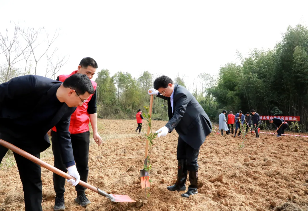 武陵区开展2024年义务植树活动
