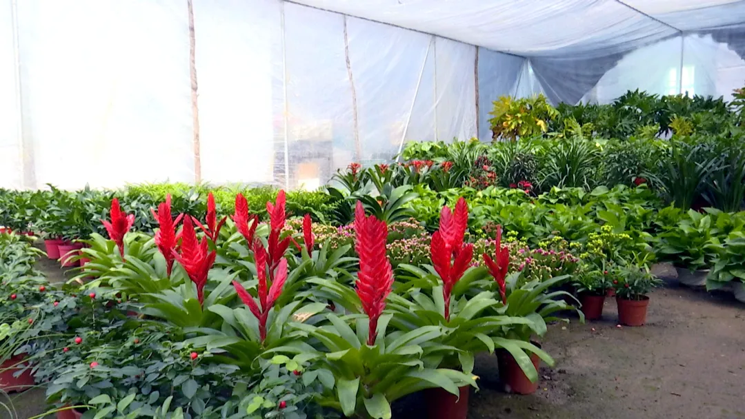 “春”意盎然 花卉、绿植盆栽走俏市场