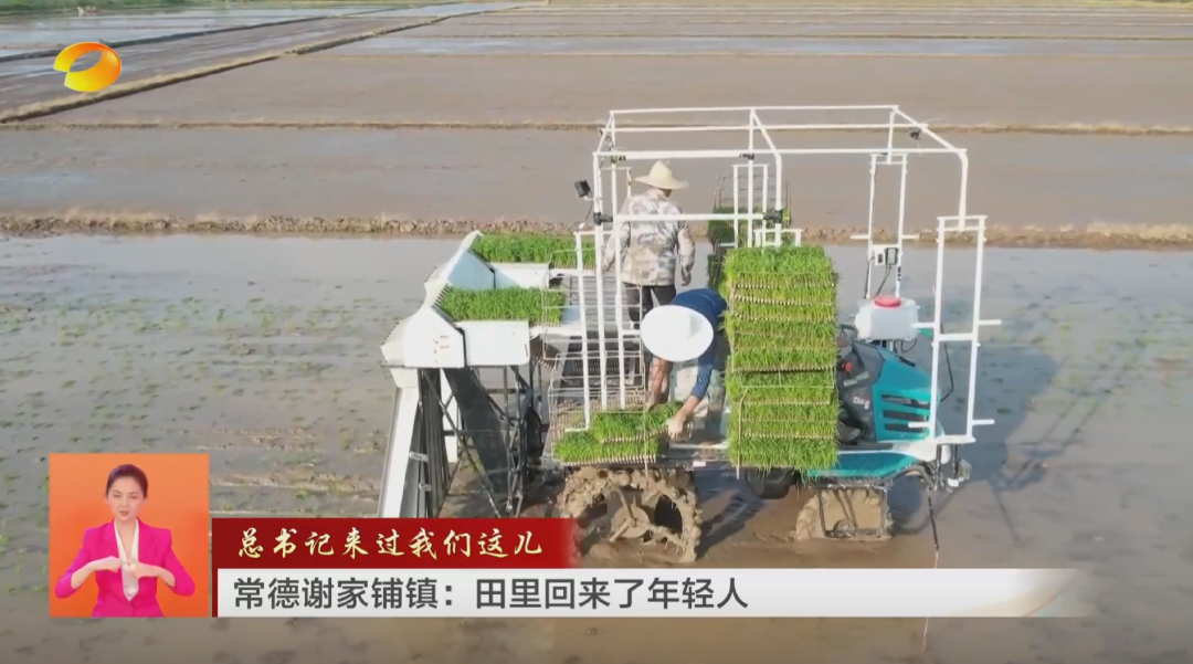 《湖南新闻联播》 | （总书记来过我们这儿）常德谢家铺镇：田里回来了年轻人