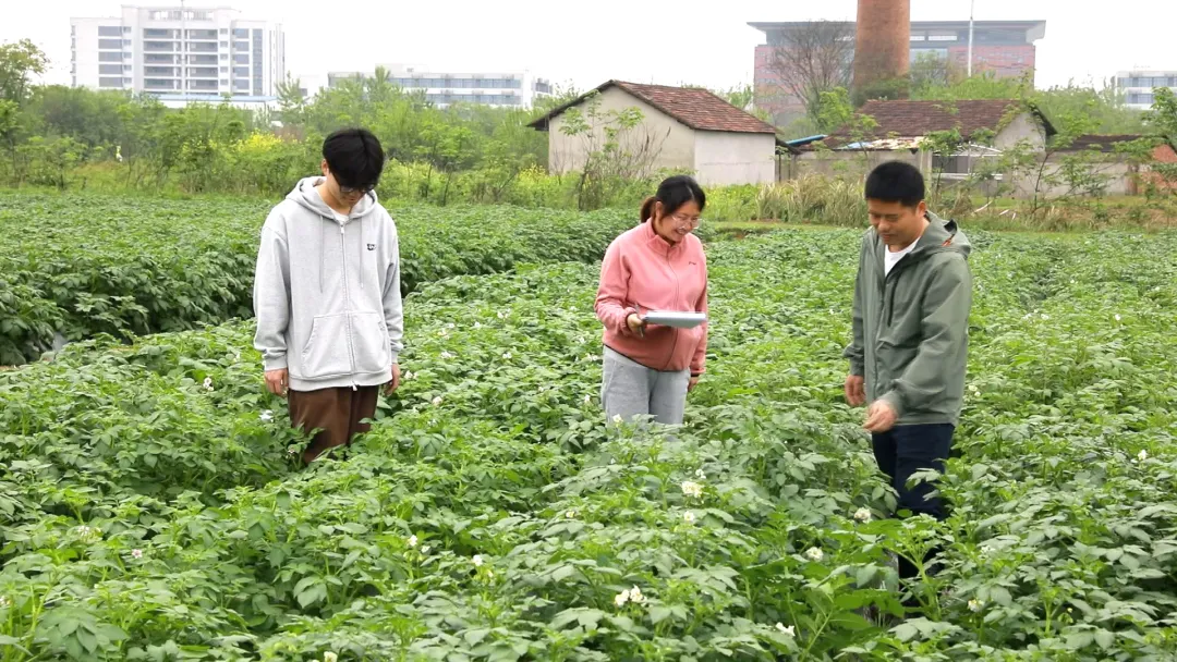 武陵区：开展晚疫病统防统治 确保马铃薯稳产丰收