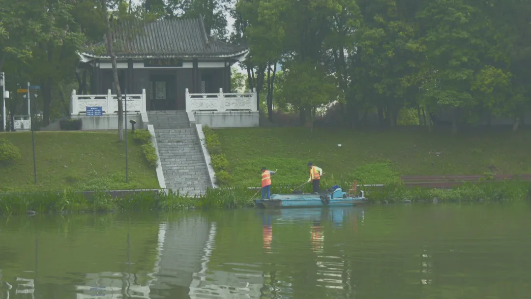 福寿螺卵现身城区开放水域 市民需谨慎