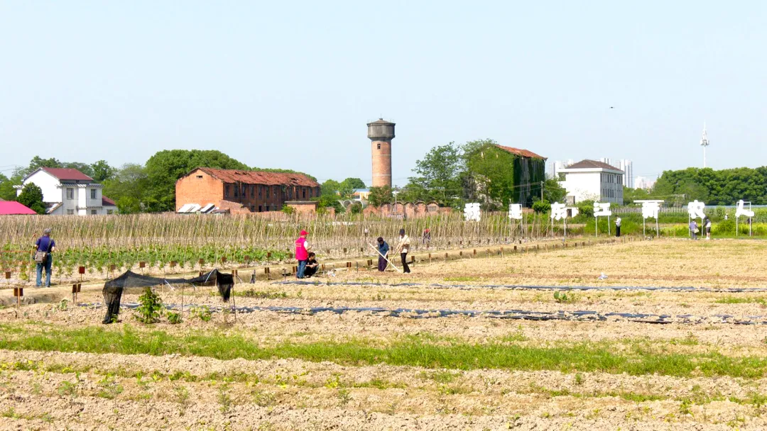 东江小菜园邀你来做“都市新农人”