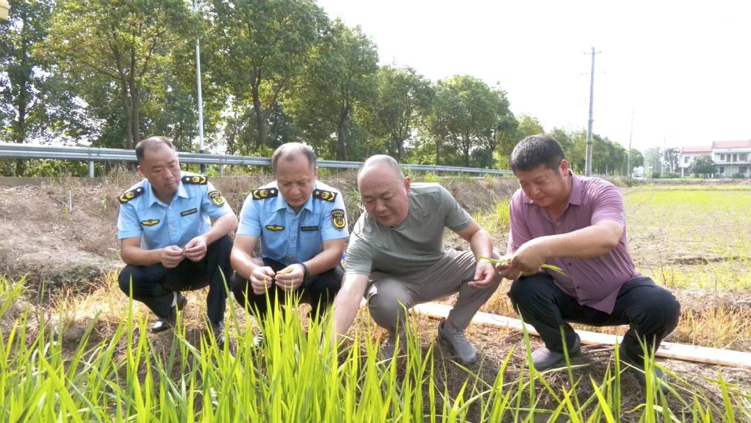 武陵区：群众热线来求助 农技专家地头开“药方”