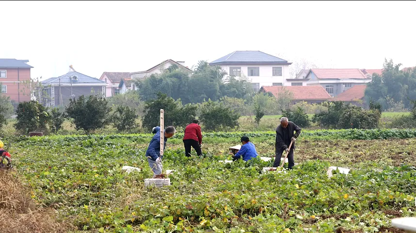 武陵区：小香薯喜获丰收   产业发展势头旺