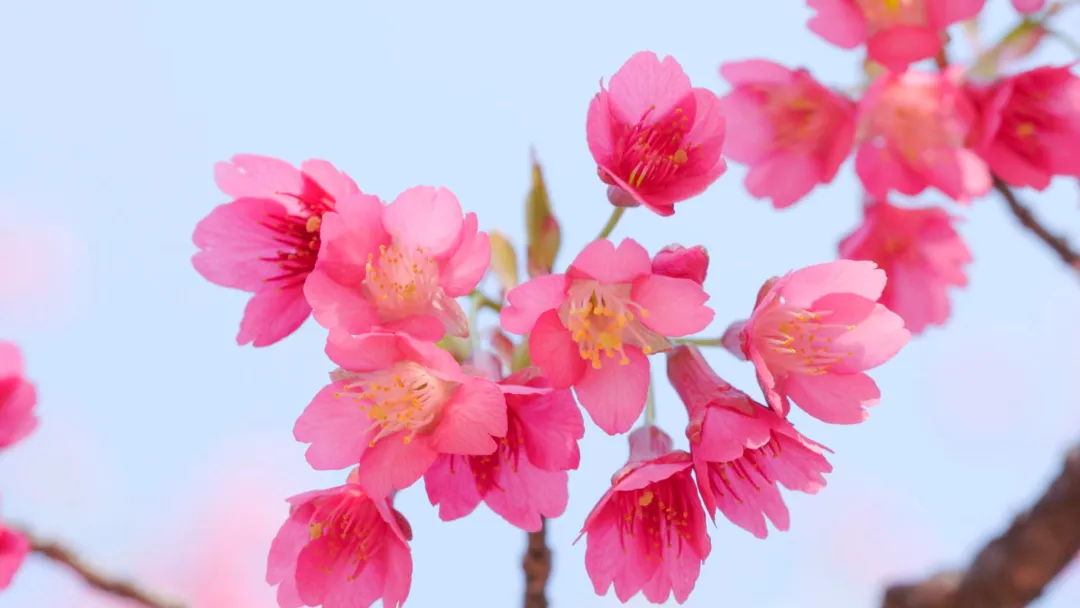 武陵区：钟花樱浪漫盛放