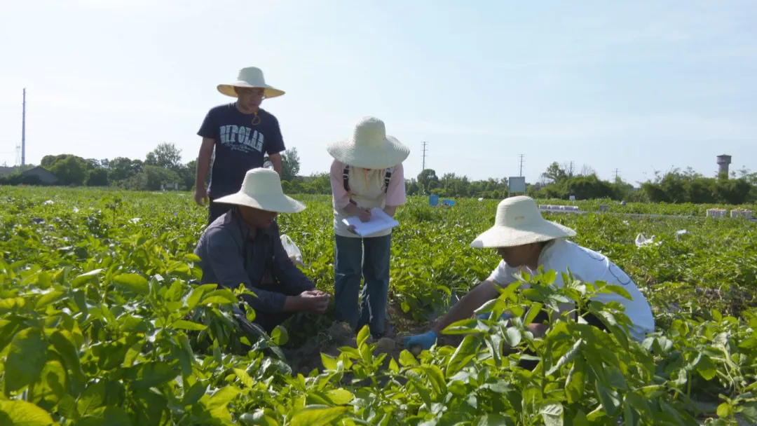 常德：科学测产选种 确保马铃薯种植增产增效