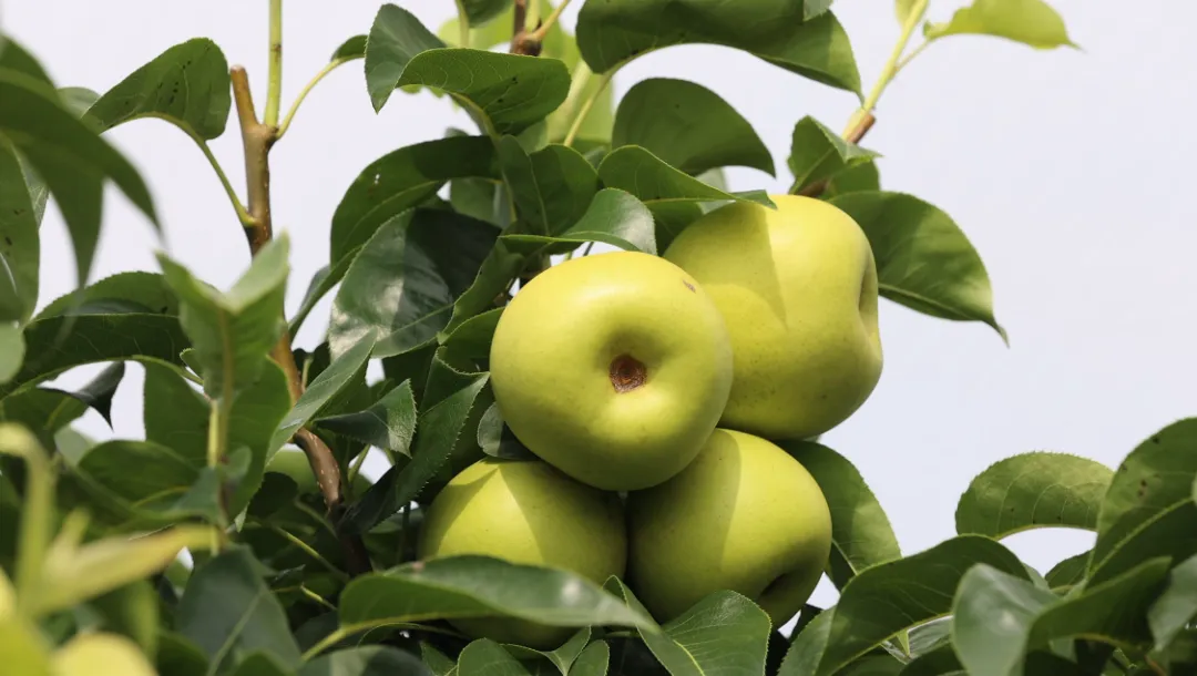 丰收季节：梨香压满枝  采摘正当时