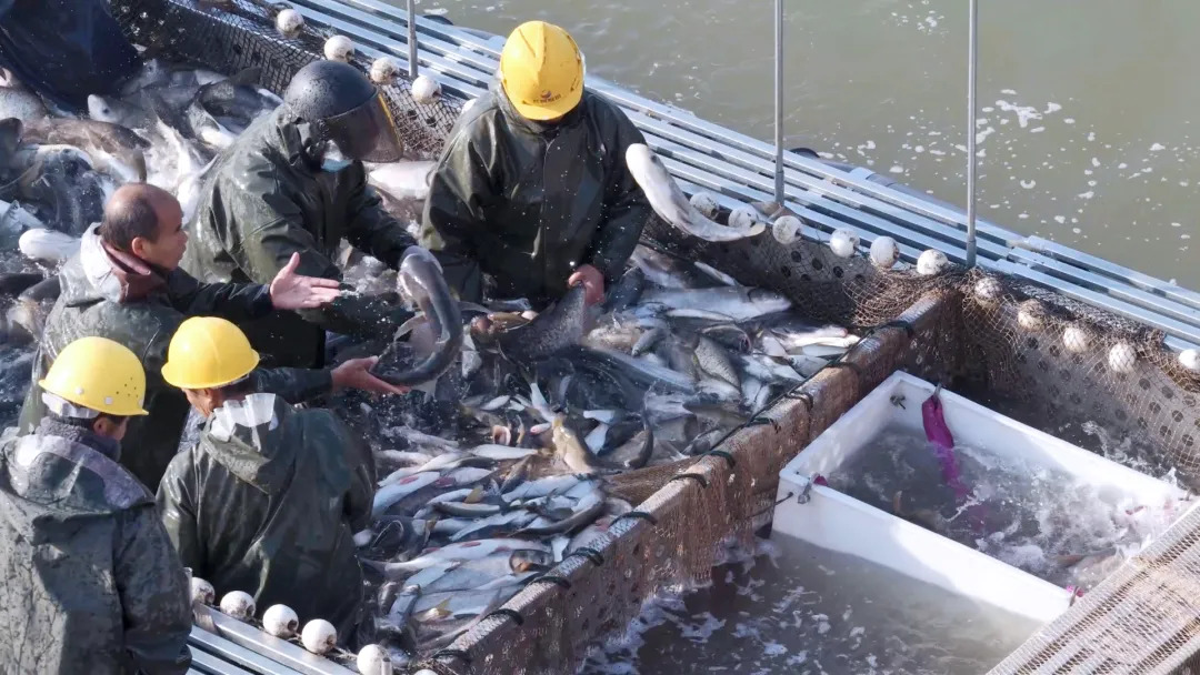 2026年第七届柳叶湖年鱼集开市 冬捕丰收鱼跃人欢