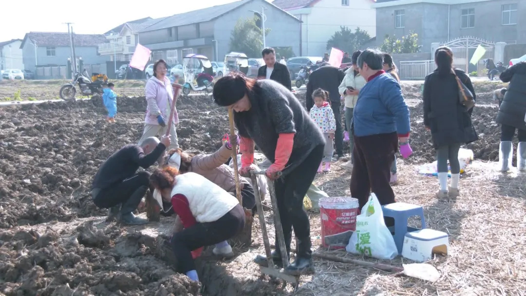 武陵区：田间亲子寻宝 乐享“荸荠自由”