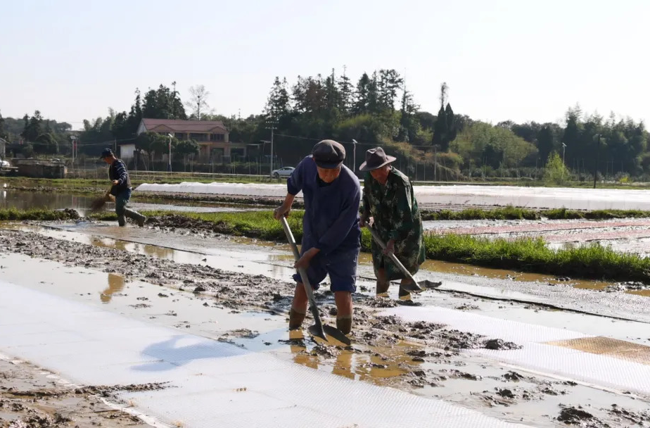 武陵区：春耕好时节 早稻育秧忙