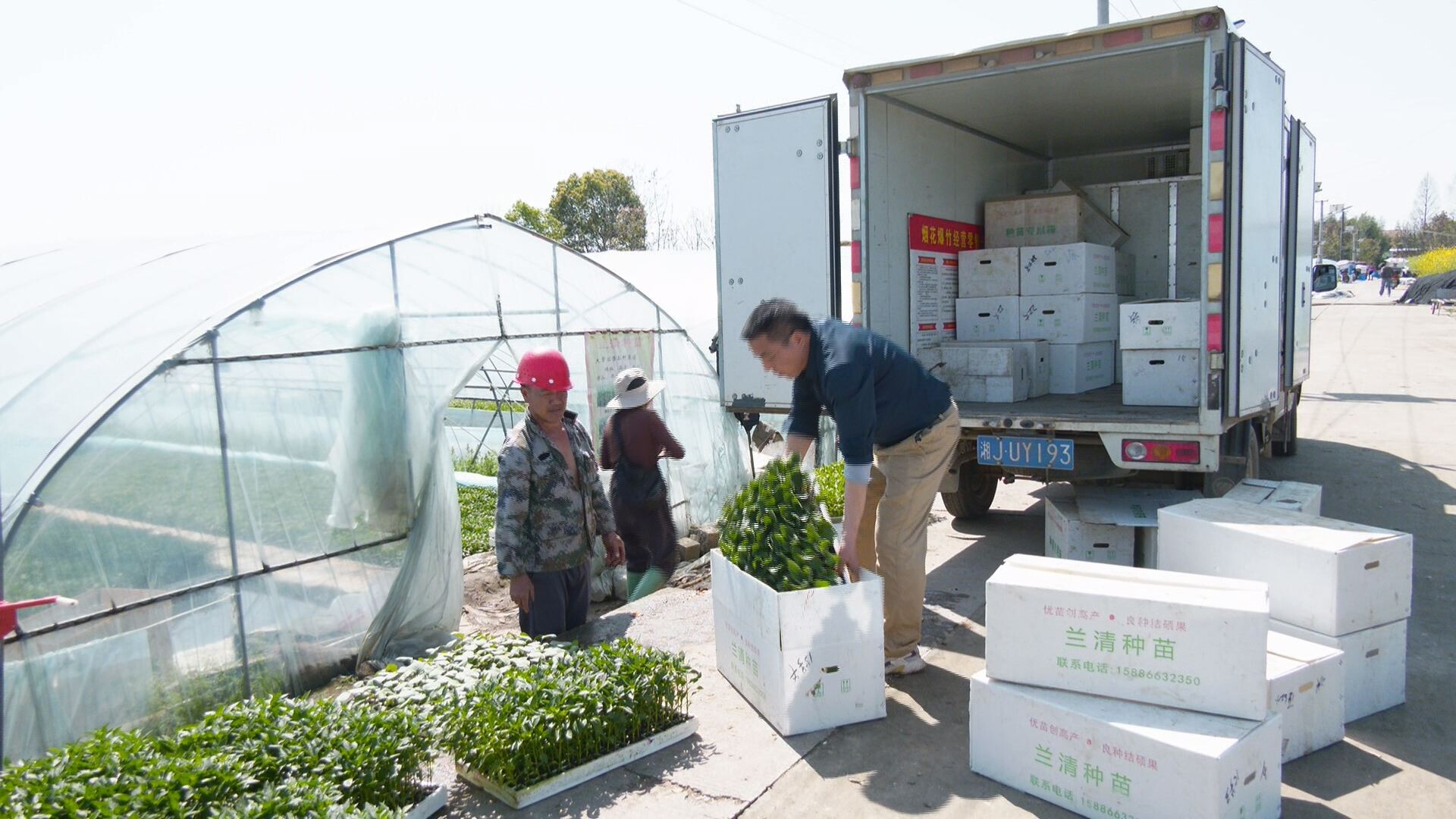 丹洲乡：菜苗产业铺就富民兴村路