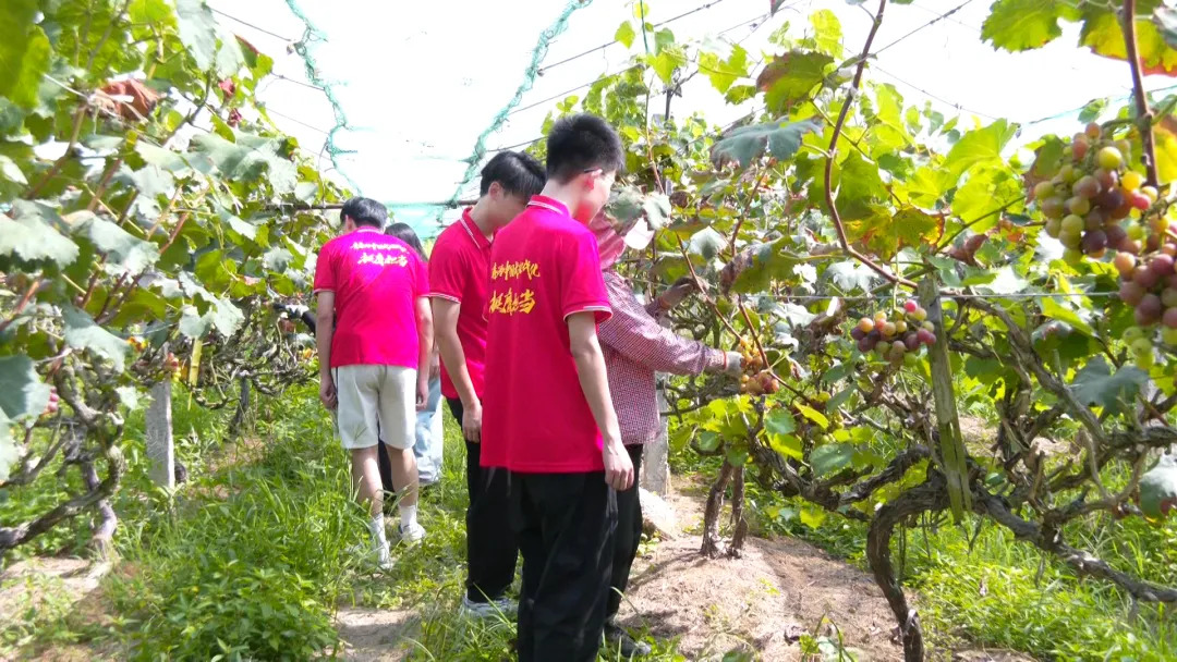 青春助农进田间 护航乡村“甜蜜收成”