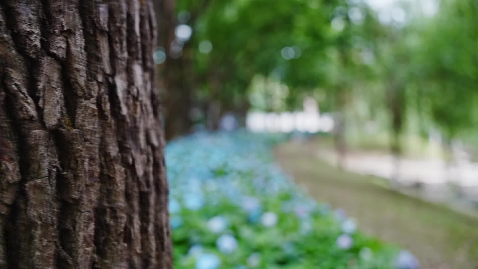 武陵区：绣球花迎来盛花期   开启夏日浪漫赏花季