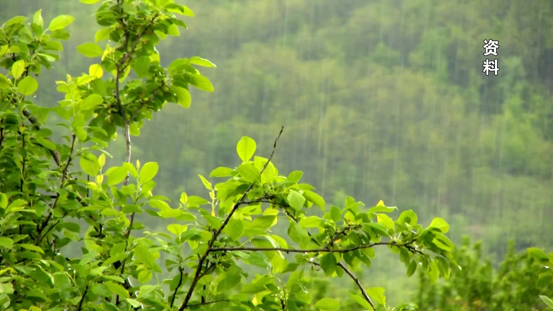 雷暴天气为何会诱发哮喘？