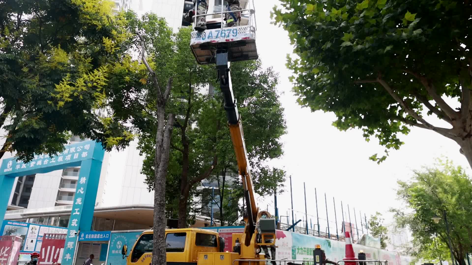 武陵区：专项清理市城区枯死树 及时消除安全隐患
