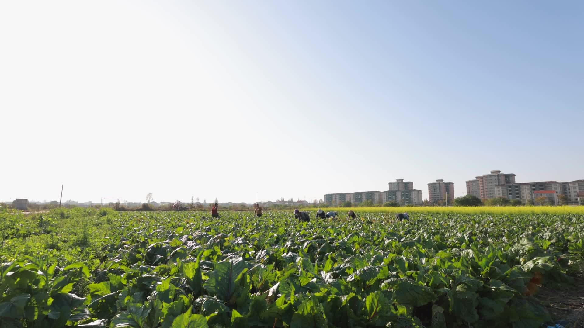 武陵区：红菜苔喜获丰收 农户们采收忙
