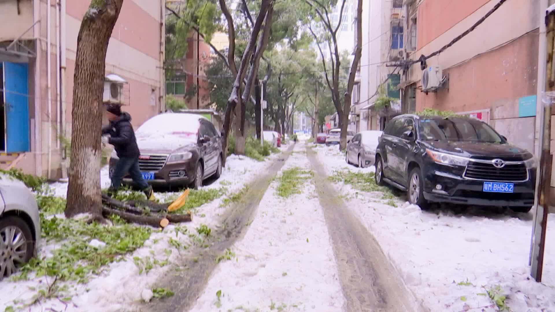 武陵区：清理断落树枝 消除安全隐患