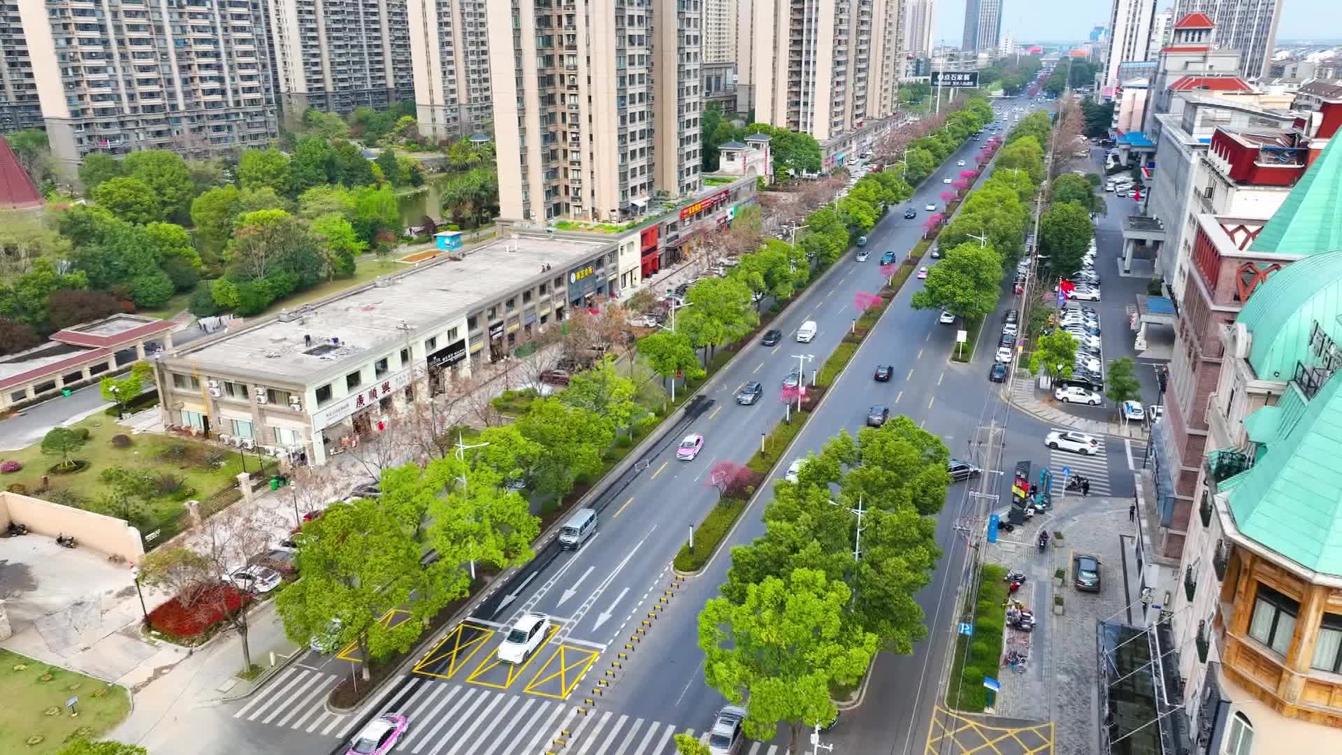 武陵区：城市道路菊花桃绽放 形成“十里桃花长廊”