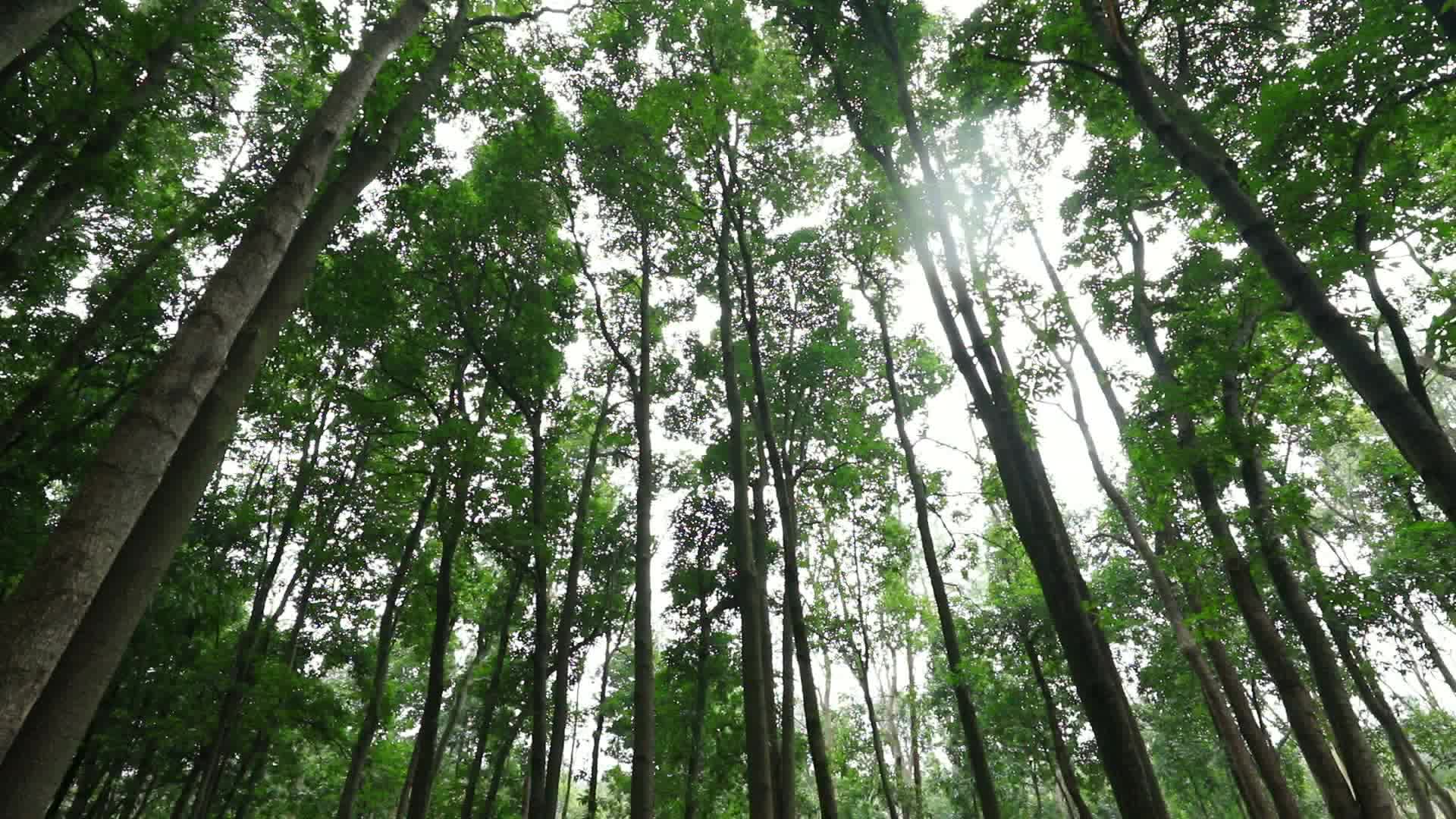 武陵区：救助国家二级保护动物黑冠鹃隼 共建和谐自然