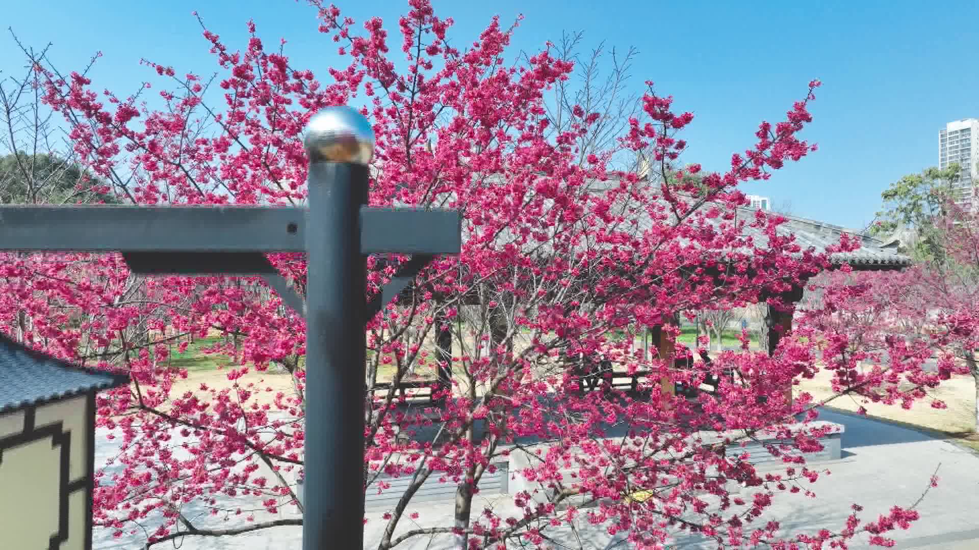 武陵区：钟花樱早品种樱花迎春初放